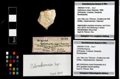 Foto (Objekt + Etikett) von Culmenformosa sp.  (NHMW-GEO-1990-0041-10158)